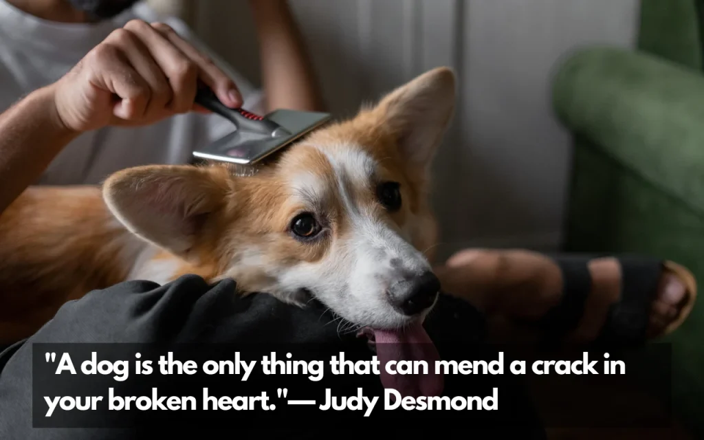 dog best friend quotes 