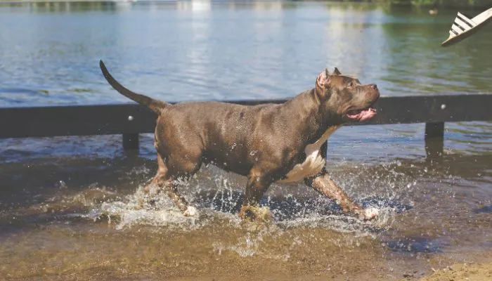 pitbull in water